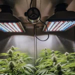Hyper-realistic indoor cannabis cultivation: lush plants with dense buds under multi-colored LED grow lights.