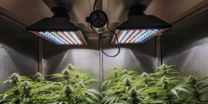 Hyper-realistic indoor cannabis cultivation: lush plants with dense buds under multi-colored LED grow lights.