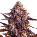 Ricky Bobby strain with chunky, frost-covered buds