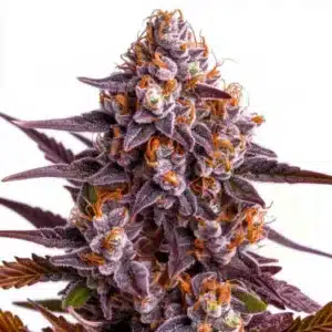 Ricky Bobby strain with chunky, frost-covered buds