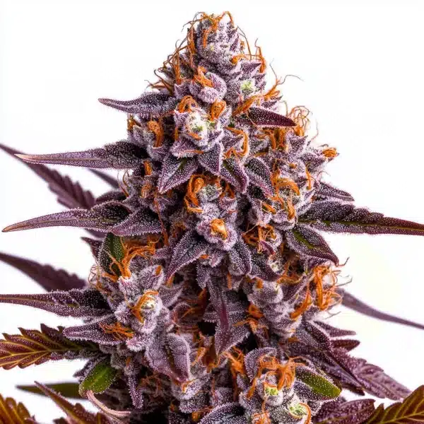 Ricky Bobby strain with chunky, frost-covered buds