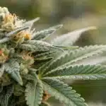 Macro view of Super Silver Haze buds with frosty trichomes highlighting texture and resin quality.