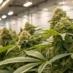 A high-resolution close-up of White Rhino weed buds, showcasing their dense, resinous trichomes and vibrant colors in a controlled indoor grow setup.