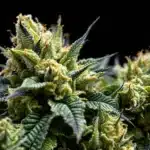 Close-up of a frosty cannabis bud with orange pistils and purple-tinged leaves against a black background