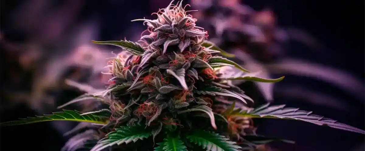 how To Grow rs11 x gushers seeds