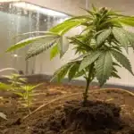 Indoor cannabis plant under mist irrigation with healthy green leaves