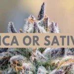 is runtz indica or sativa