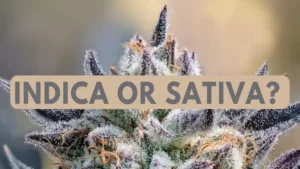 is runtz indica or sativa