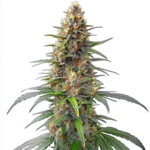 Permanent Marker Auto cannabis plant with thick buds, dark green leaves, and vibrant orange hairs.