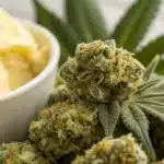 Close-up view of Banana Cream Weed buds with creamy textures and vibrant hues, showcasing thick trichomes.