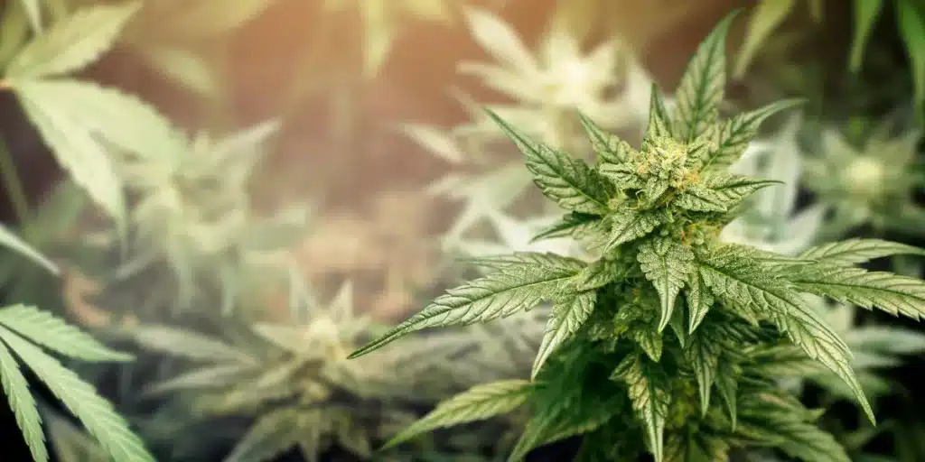 Close-up view of a cannabis plant in bloom showcasing trichomes and rich green leaves
