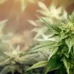 Close-up view of a cannabis plant in bloom showcasing trichomes and rich green leaves