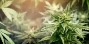 Close-up view of a cannabis plant in bloom showcasing trichomes and rich green leaves