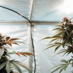 Hyper-realistic close-up of two mature cannabis plants with prominent buds and distinct leaf colors, under bright grow lights.
