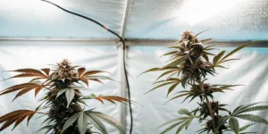 Hyper-realistic close-up of two mature cannabis plants with prominent buds and distinct leaf colors, under bright grow lights.