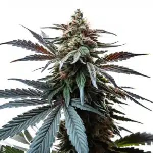 Cap Junky cannabis plant with dark green foliage and resin-covered buds.