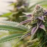 A detailed close-up of mature Cap Junky buds, highlighting vibrant green and purple hues with sparkling trichomes against a soft-focus background.