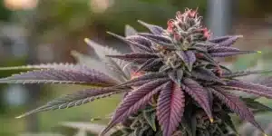 Close-up view of Dark Devil Autoflower buds with dark, sparkling trichomes.