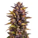 Forbidden Runtz Auto bud with deep purple leaves and bright orange pistils.