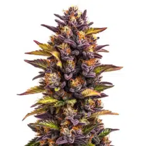 Forbidden Runtz Auto bud with deep purple leaves and bright orange pistils.