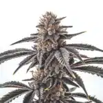 Gas Burzt cannabis plant with dense frosty buds and dark green serrated leaves.