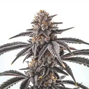 Gas Burzt cannabis plant with dense frosty buds and dark green serrated leaves.