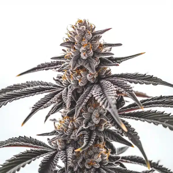 Gas Burzt cannabis plant with dense frosty buds and dark green serrated leaves.
