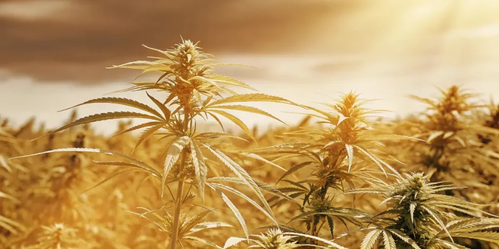 Cannabis plants in a field bathed in golden light from a bright, hazy sky.