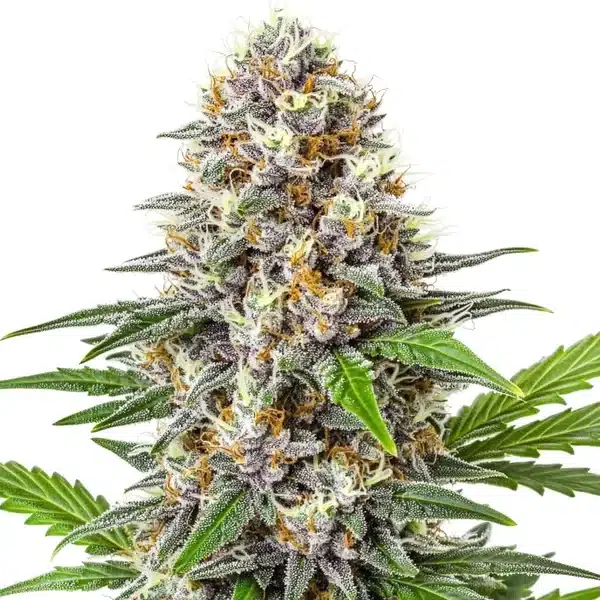 Gorilla Punch Auto cannabis bud with thick trichomes and green-purple foliage.