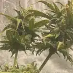 How To Grow Amnesia x Lemon Tree