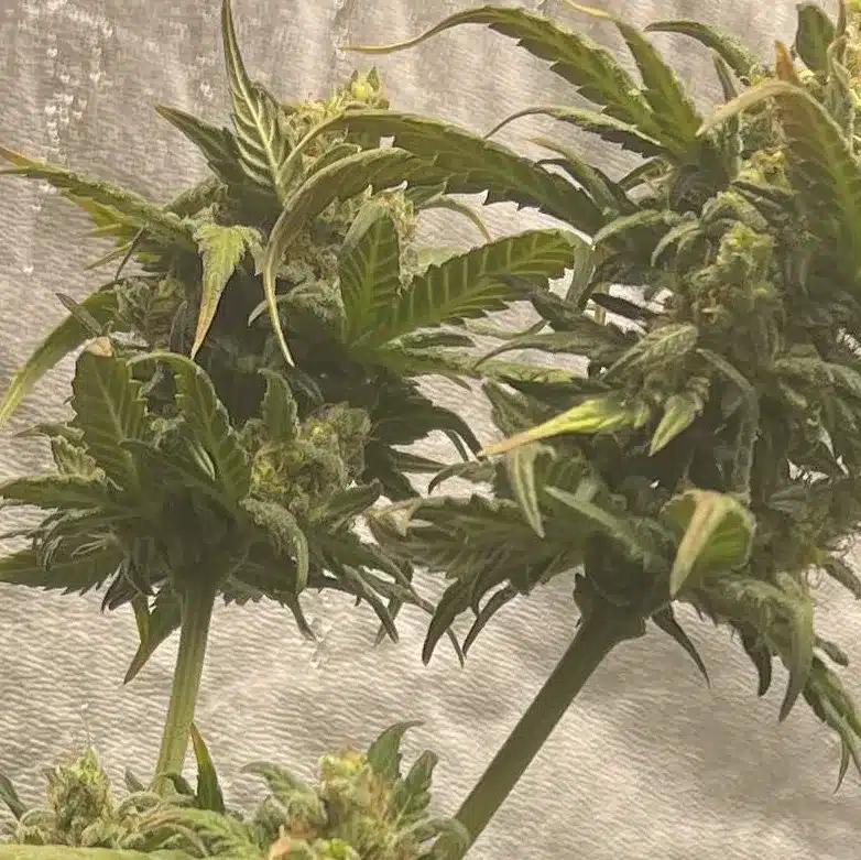 How To Grow Amnesia x Lemon Tree