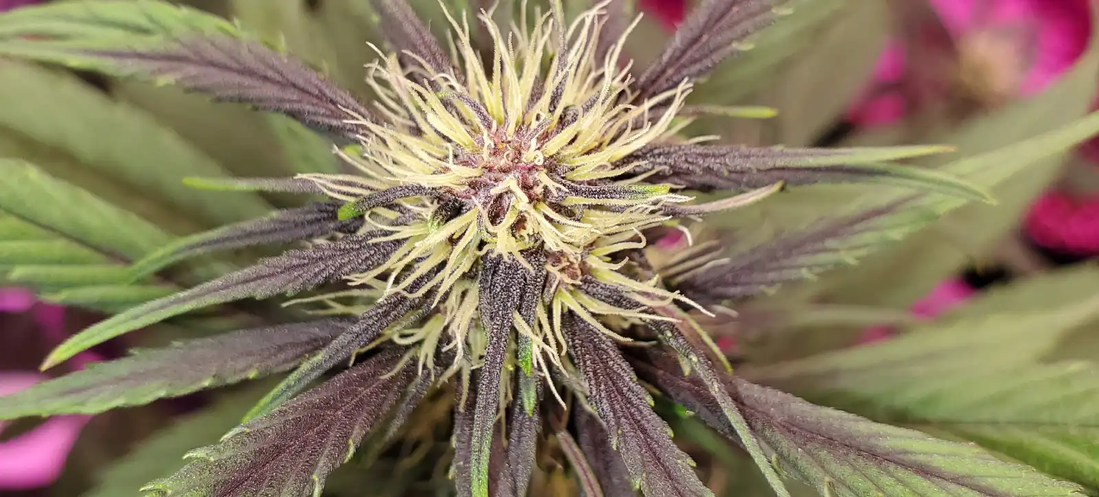 How To Grow Dark Devil Autoflower seeds