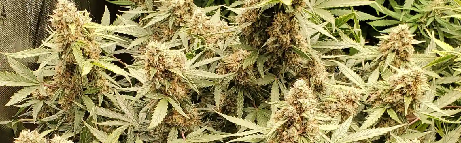 How to Grow Forbidden Fruit Autoflower Seeds