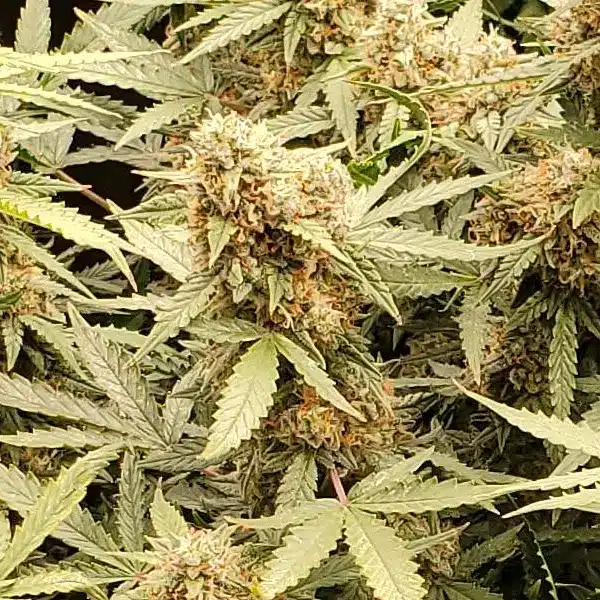 How to Grow Forbidden Fruit Autoflower