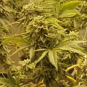 How to grow Zkittlez x Lemon Tree
