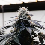 Hyper-realistic cannabis plant of a hybrid strain with dense, frosty buds and dark leaves, under bright overhead lights in an indoor grow room.