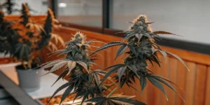 Hyper-realistic image of mature indica cannabis plants with dark green leaves and dense buds under warm grow lights.