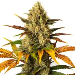 Lemon Tree x Zkittlez cannabis buds with vibrant green and purple leaves and heavy trichome coating.