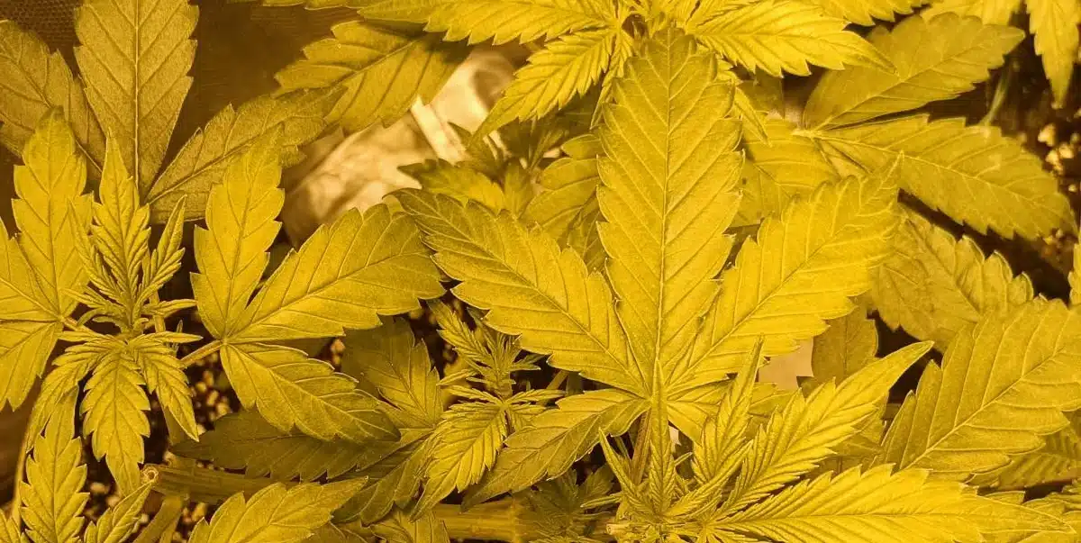 Permanent marker Autoflower Strain Growing