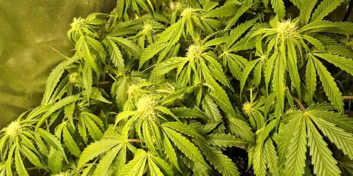 Permanent marker Autoflower Strain Flowering