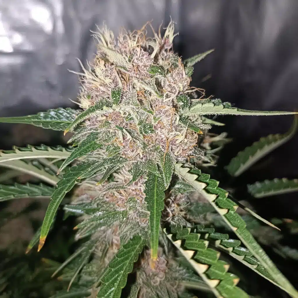 Permanent marker Autoflower Strain Bud