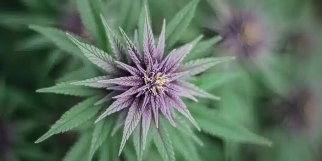 A cannabis flower with purple hues and surrounding green leaves
