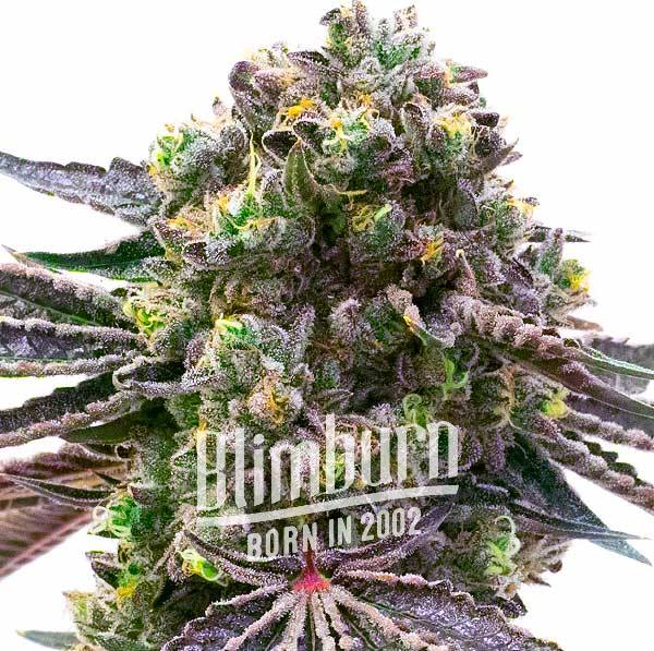 Red Strawberry Banana Auto