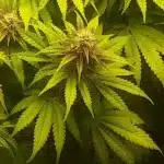 Red Strawberry Banana Autoflower