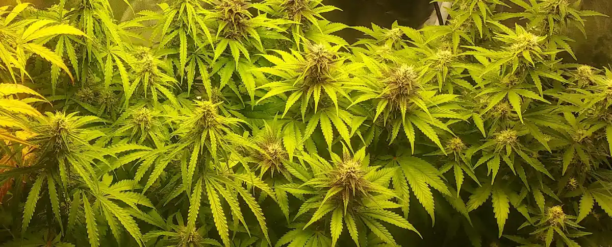 Red Strawberry Banana Autoflower seeds