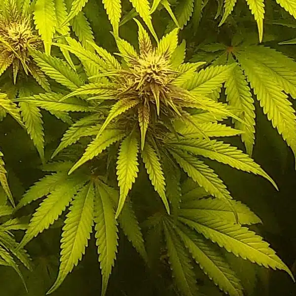 Red Strawberry Banana Autoflower