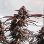 Hyper-realistic close-up of a plant bud with reddish hues and vibrant green leaves, surrounded by blurred foliage.