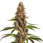 Super Boof cannabis plant with green and purple buds.