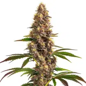 Super Boof cannabis plant with green and purple buds.