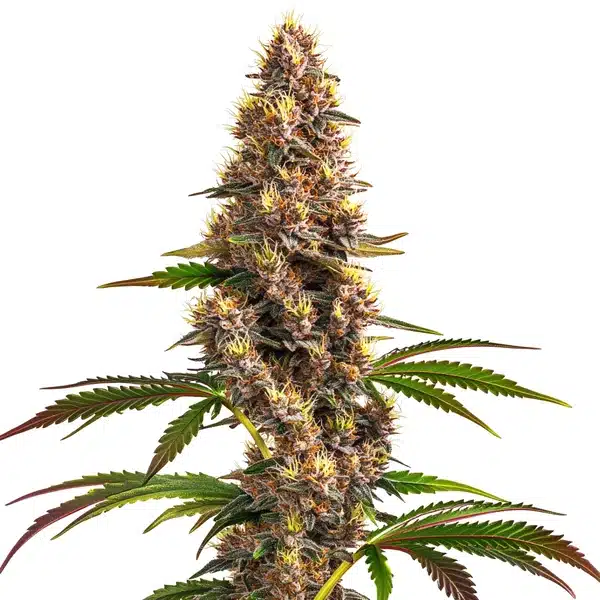 Super Boof cannabis plant with green and purple buds.